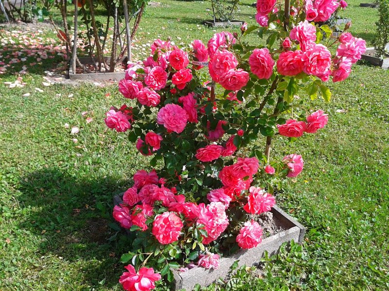 Роза штамбовая (Rosa Rosarium Uetersen) pa 90/100 пакет 05-01-0665