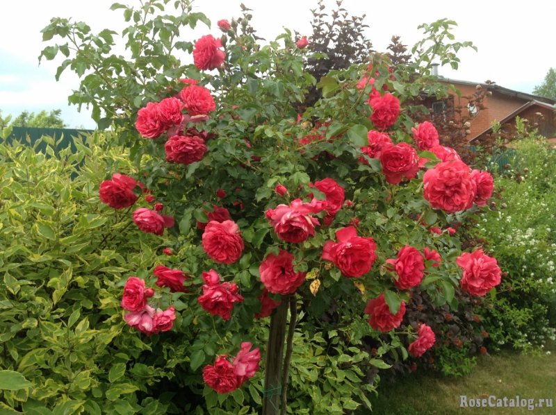 Rosarium Uetersen на штамбе