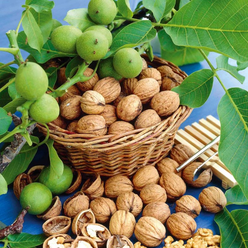 Орех грецкий (Juglans Regia)