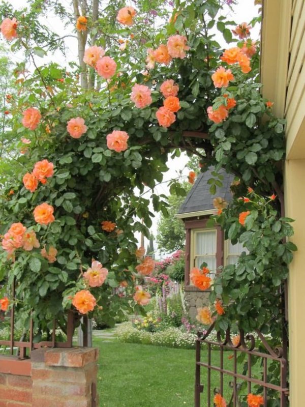 Роза РАМПИКАНТЕ (плетистая)