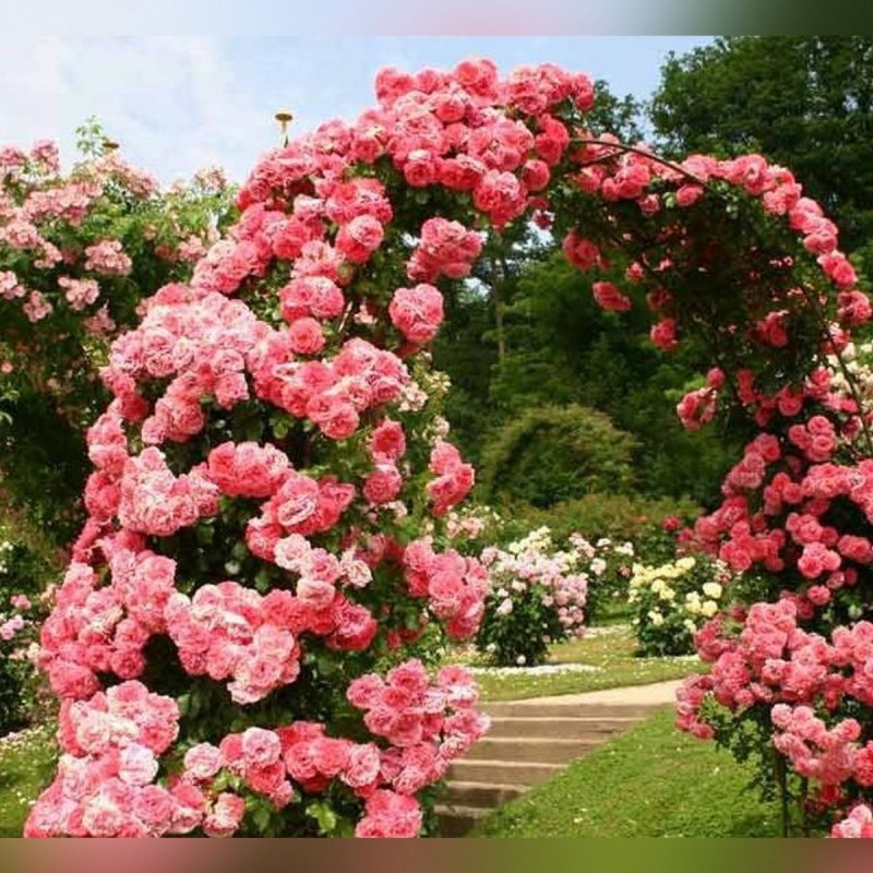 Роза плетистая Rosarium Uetersen