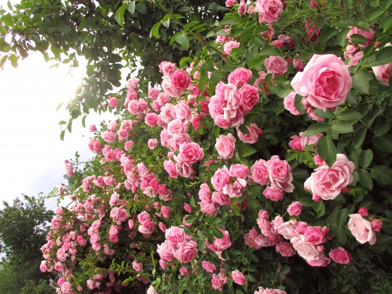 Rosa 'Rosarium'