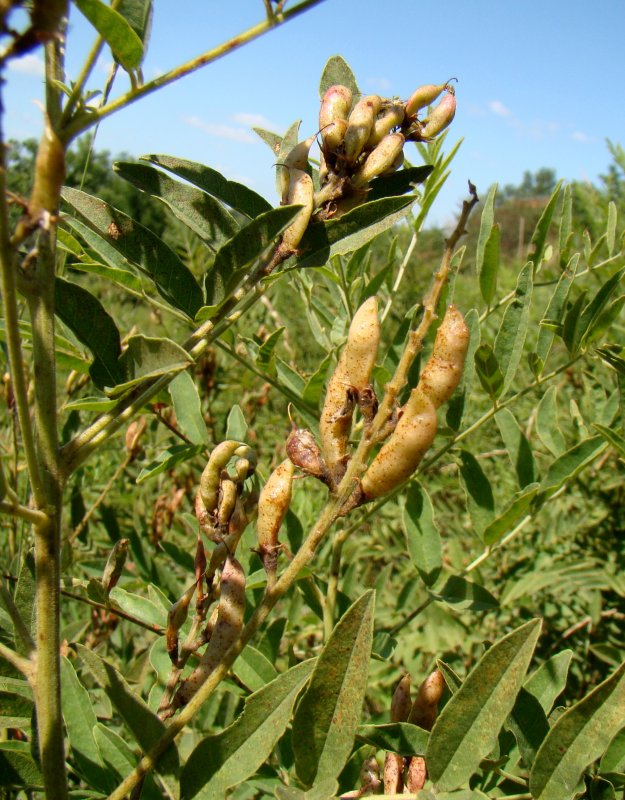 Glycyrrhiza glabra