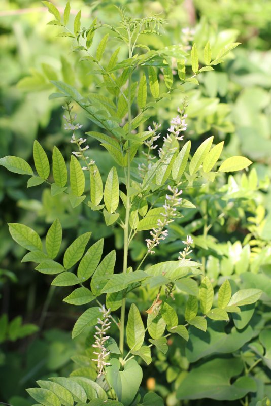 Солодка Glycyrrhiza glabra