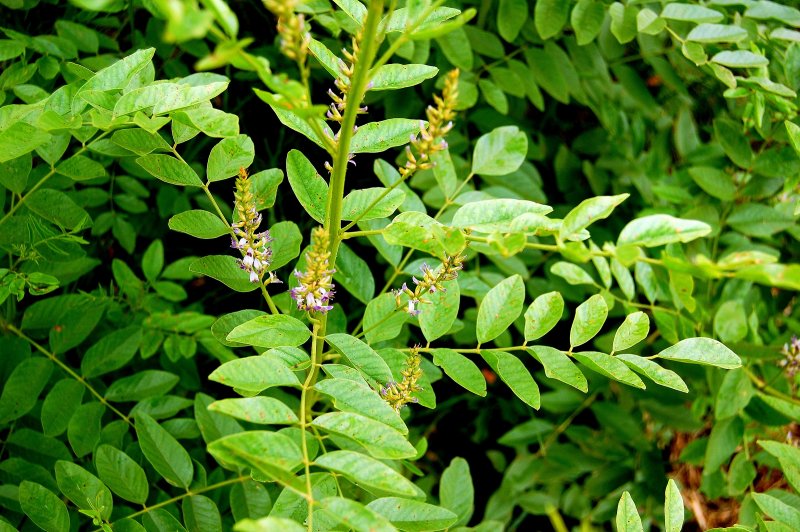 Солодка (Glycyrrhiza)