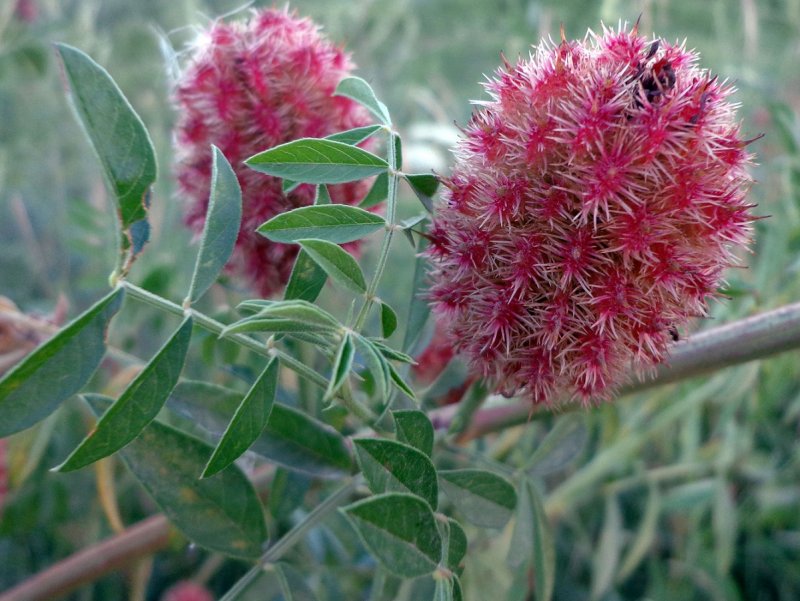 Солодка щетинистая Glycyrrhiza