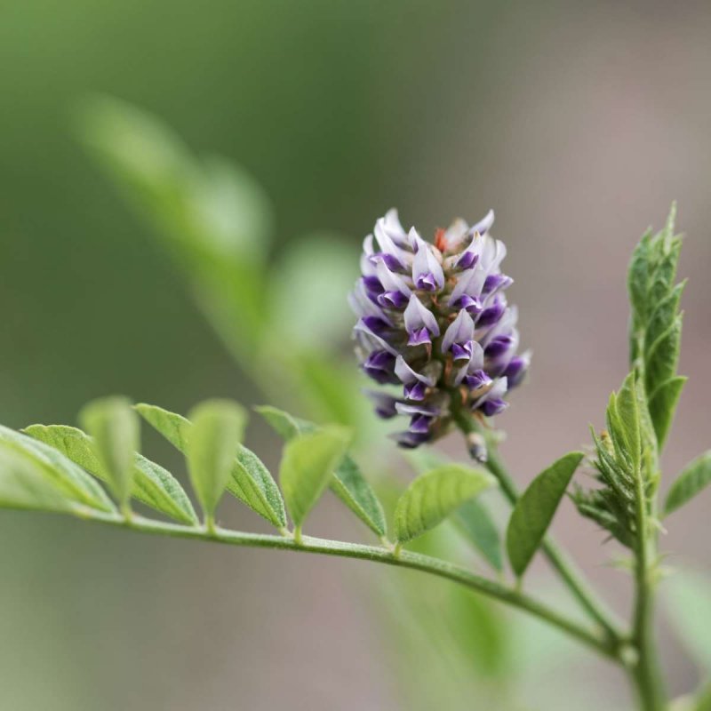 Солодка Glycyrrhiza glabra
