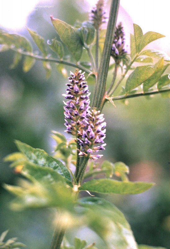 Glycyrrhiza glabra
