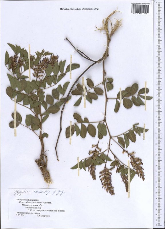 Солодка Коржинского (Glycyrrhiza