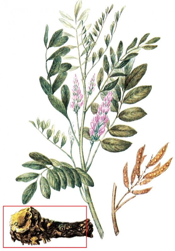 Солодка Уральская (Glycyrrhiza uralensis)