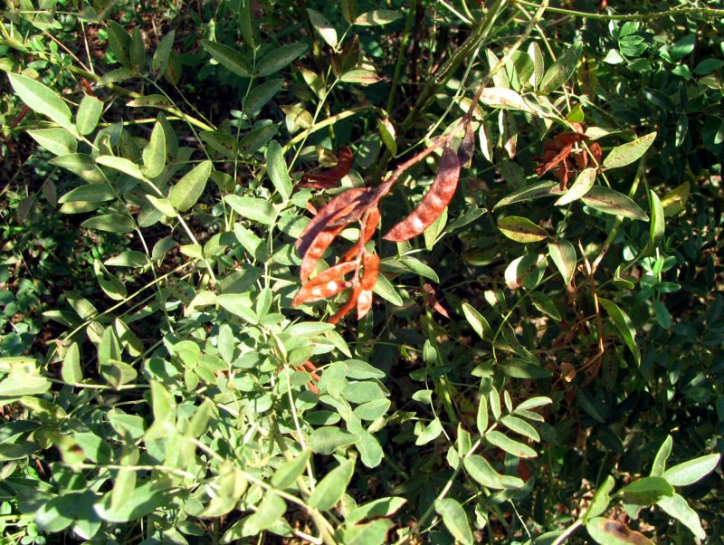 Glycyrrhiza glabra плоды
