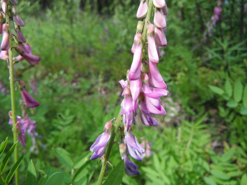 Солодка Уральская (Glycyrrhiza uralensis)
