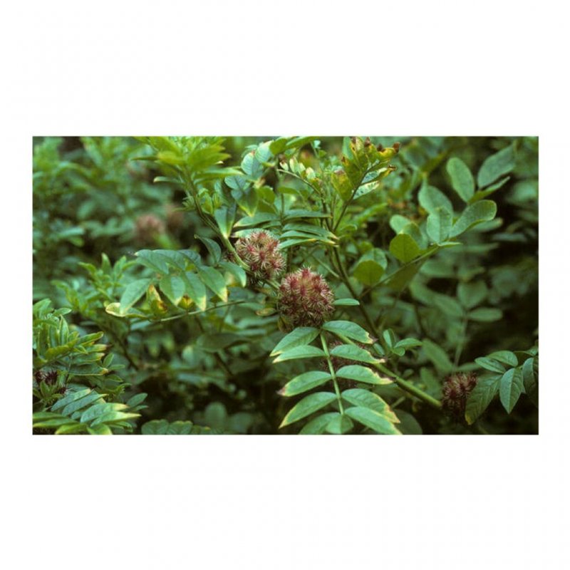 Glycyrrhiza glabra