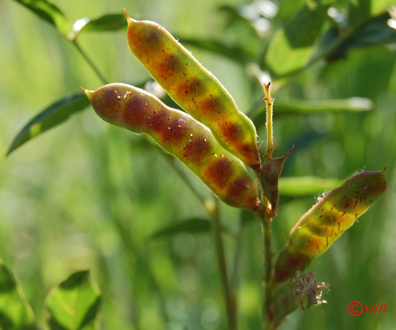 Glycyrrhiza glabra плоды