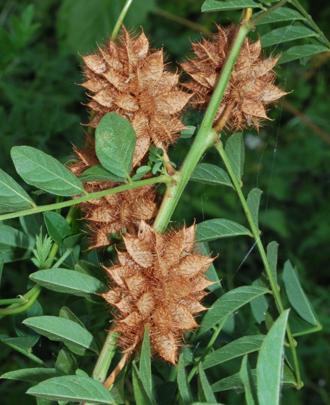 Солодка щетинистая Glycyrrhiza
