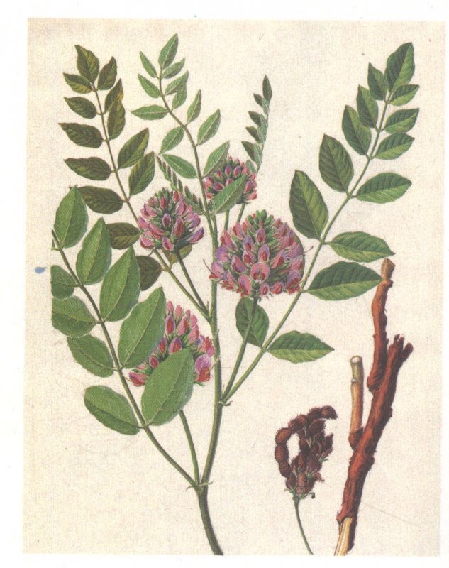 Солодка Уральская (Glycyrrhiza uralensis)