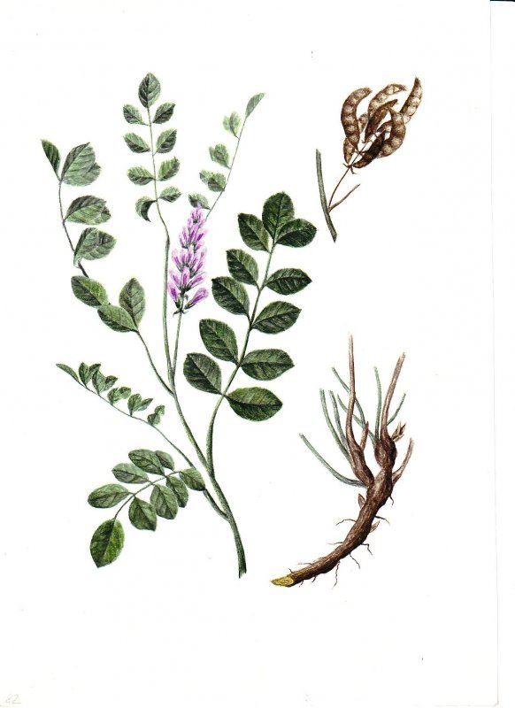 Солодка Уральская (Glycyrrhiza uralensis)