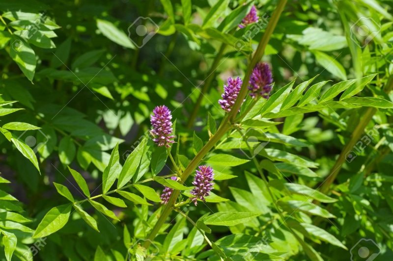 Солодка Glycyrrhiza glabra