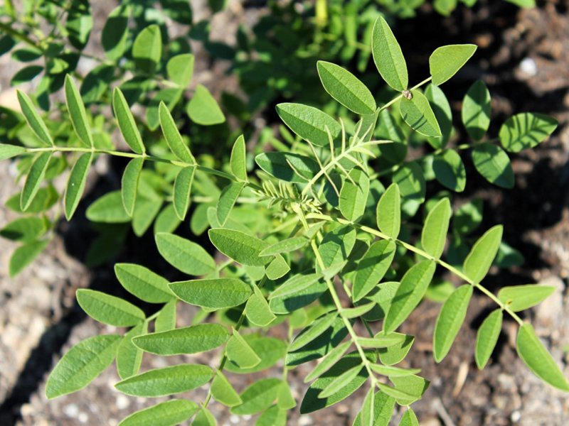 Glycyrrhiza glabra Seeds