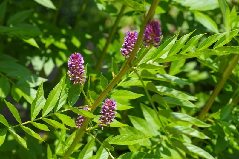 Glycyrrhiza glabra Licorice