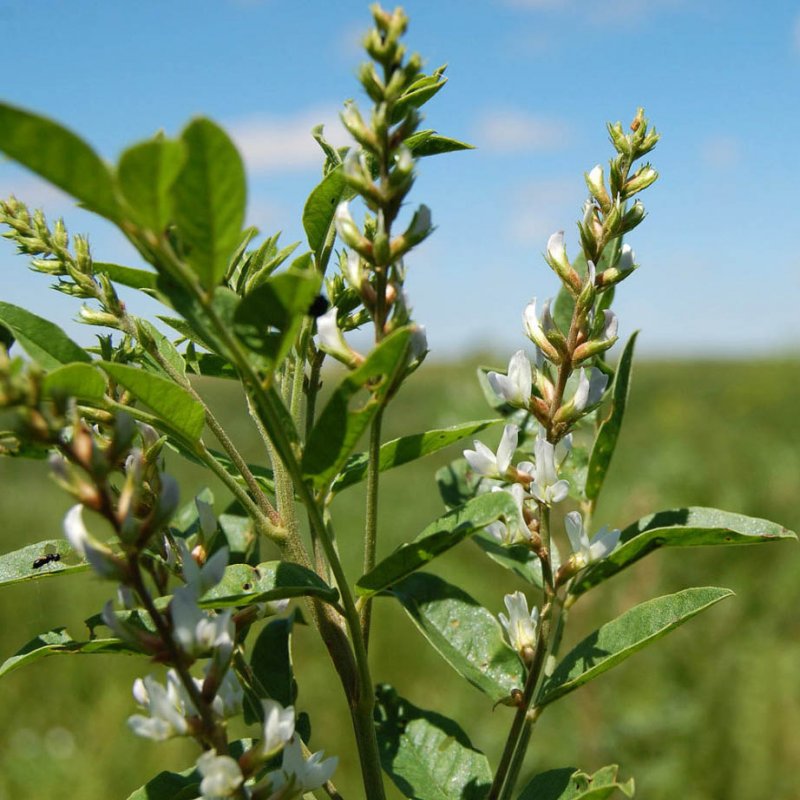 Glycyrrhiza glabra