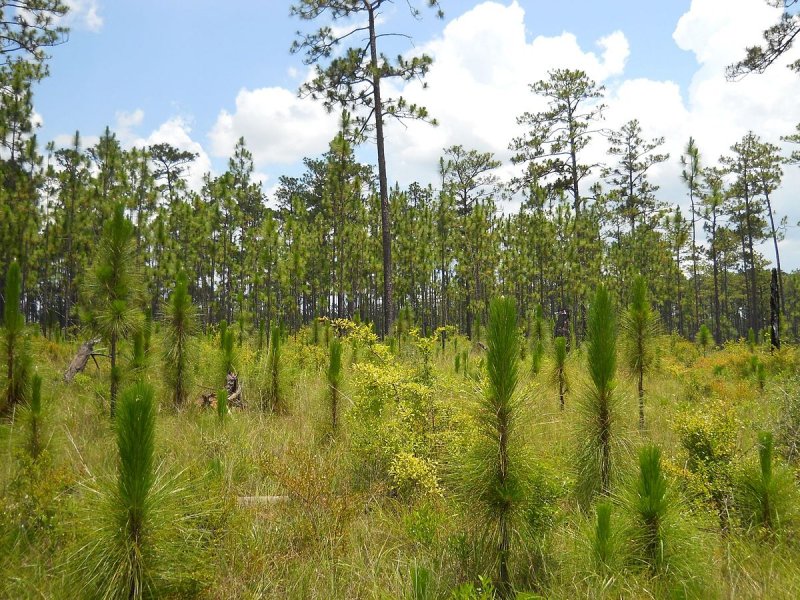 Сосна Болотная Pinus palustris