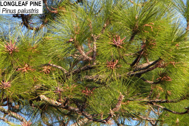 Сосна Болотная Pinus palustris