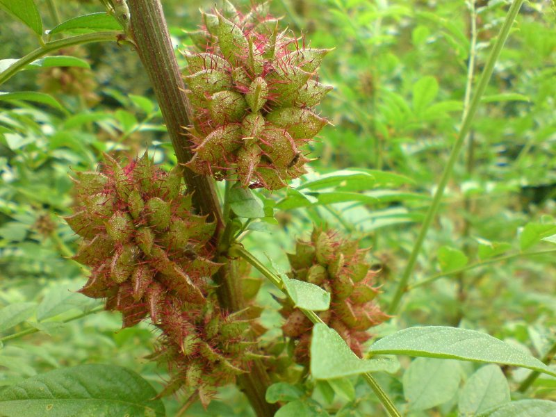 Glycyrrhiza glabra