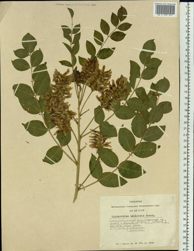 Солодка Уральская (Glycyrrhiza uralensis)