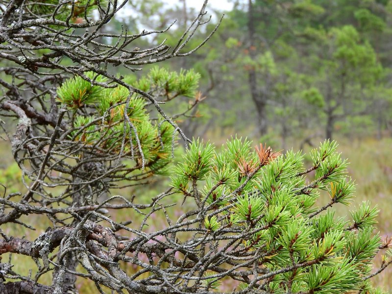 Pinus Sylvestris Pelczar