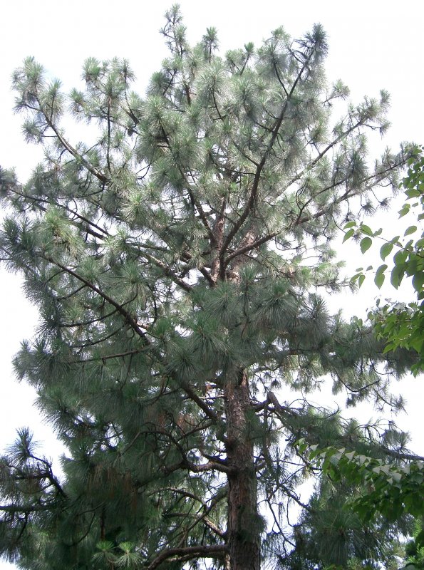 Atlas Pine Branch