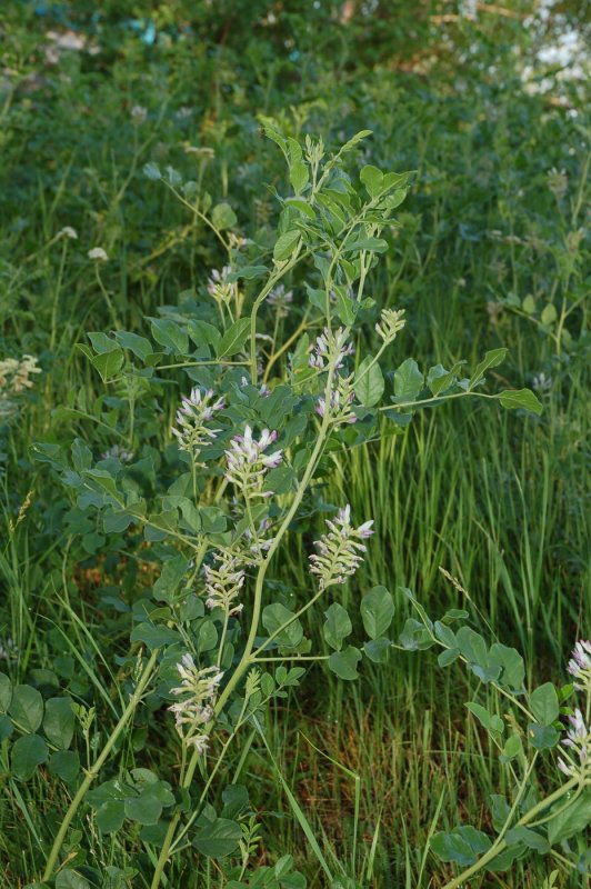 Солодка Коржинского - Glycyrrhiza korshinskyi