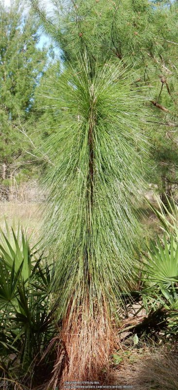 Pinus palustris