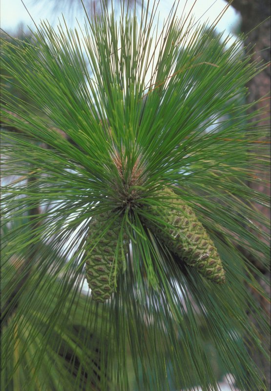 Сосна Болотная Pinus palustris
