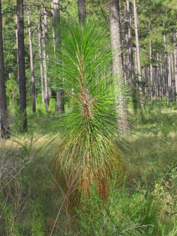 Сосна Болотная Pinus palustris