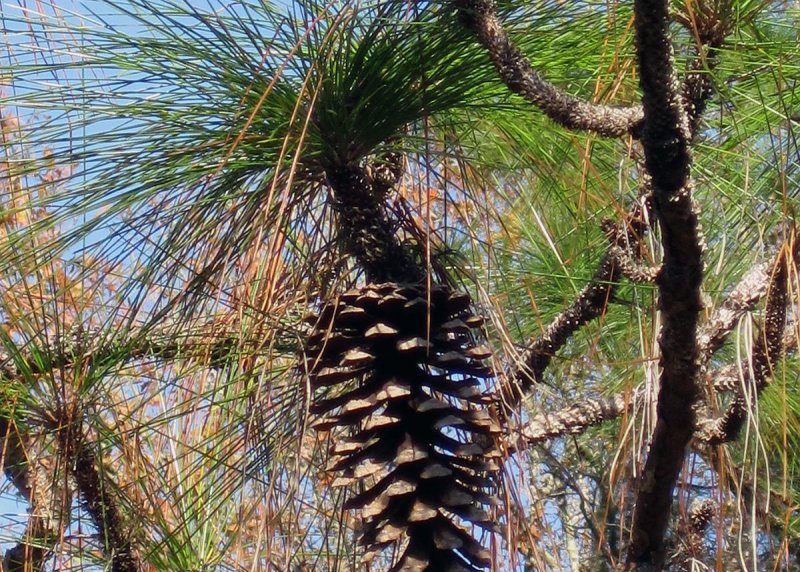 Сосна Болотная Pinus palustris