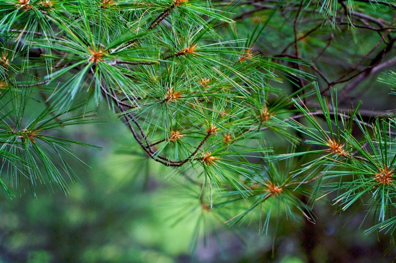 Pinus palustris