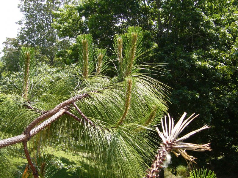 Pinus Michoacana