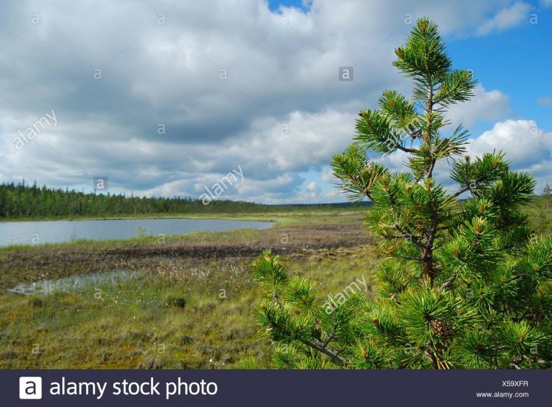 Березово Сосновый лес