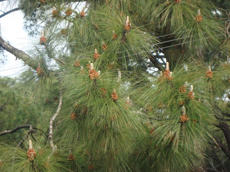 Сосна Роксбурга Pinus roxburghii
