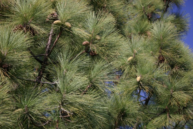 Pinus Taeda