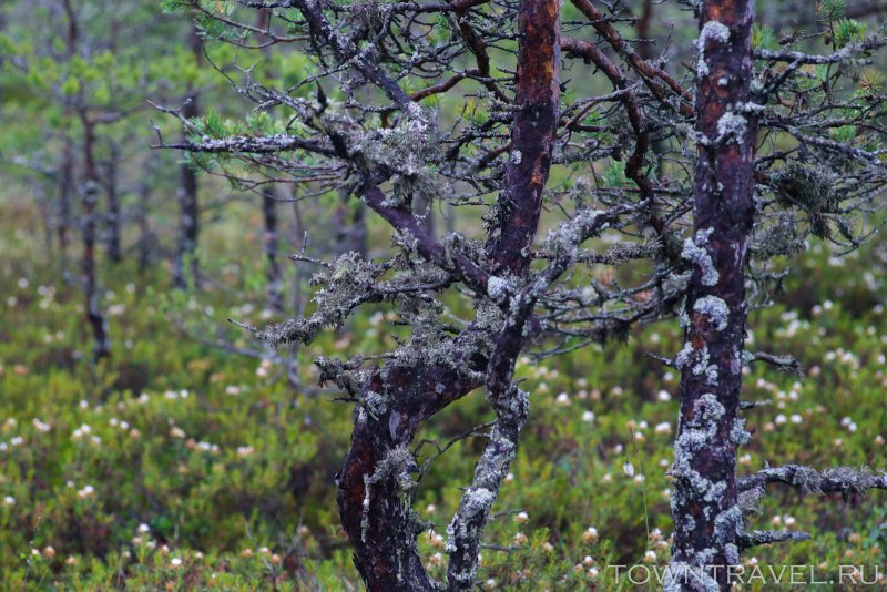 Pinus palustris
