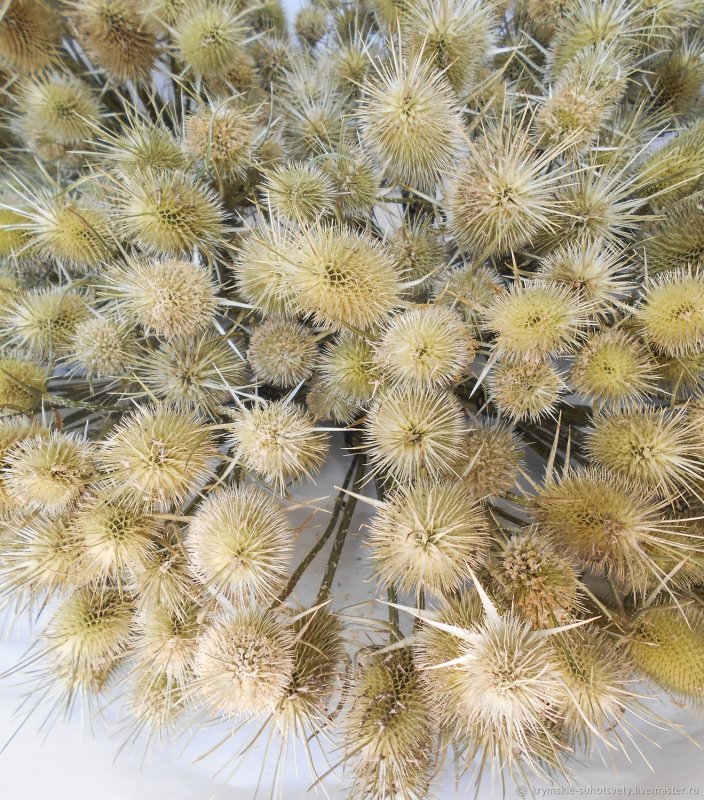 Xeranthemum annuum гербарий