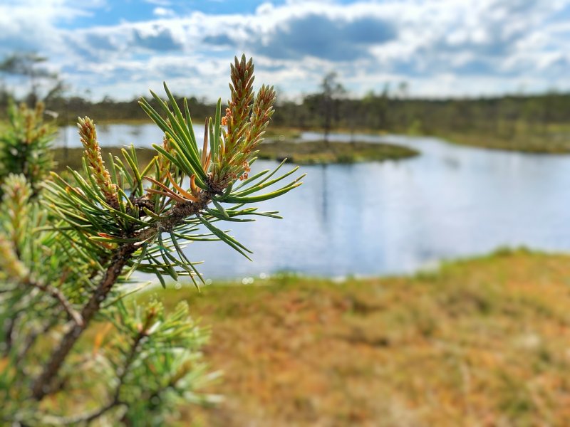 Pond Pine