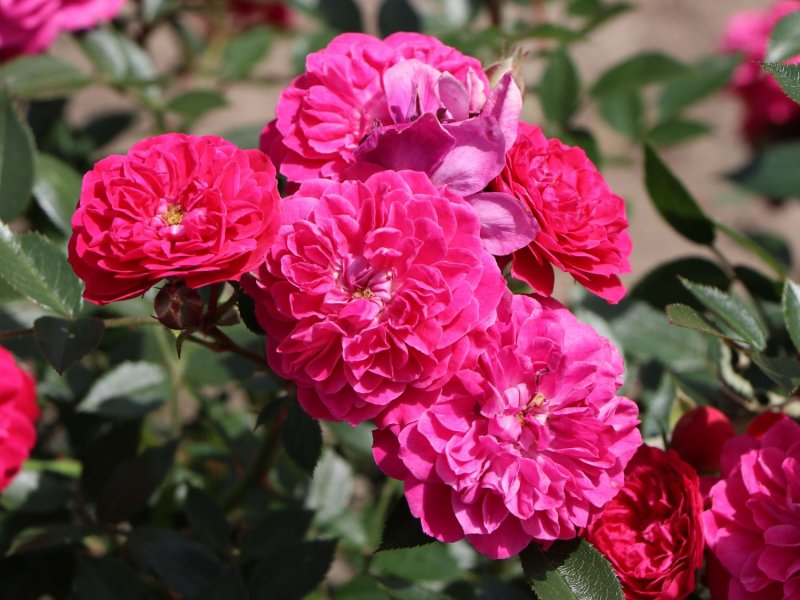 Роза почвопокровная Bodendeckerrose