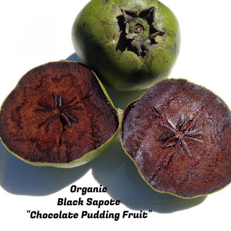 Black Sapote Fruit