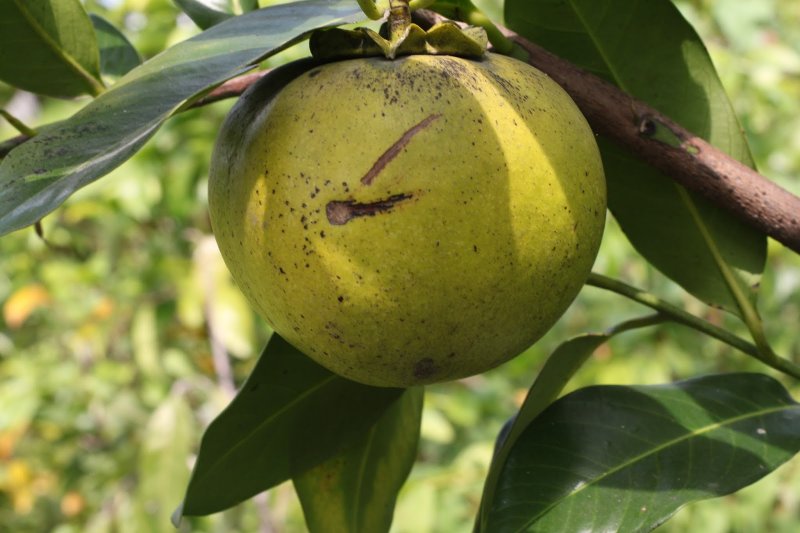 Ross Sapote