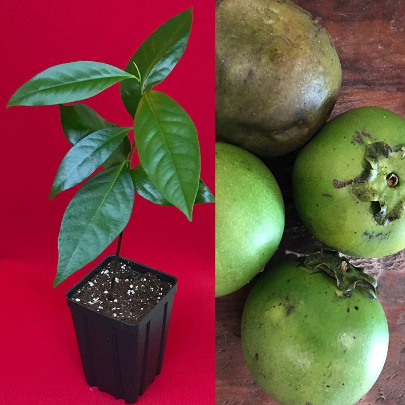 Мексика фрукты Mamey