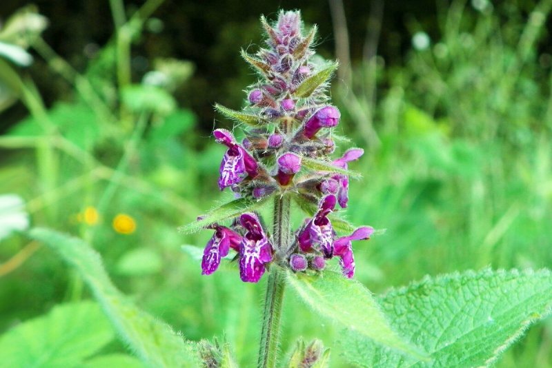 Чистец Лесной (Stachys sylvatica)
