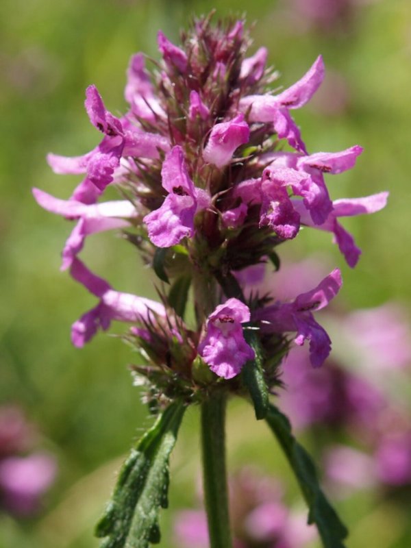 Stachys officinalis 'Ukkie'